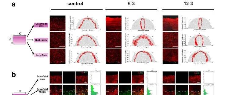 Biomaterials | 上海交通大学陶可等构建仿生软骨类器官为软骨修复提供新途径