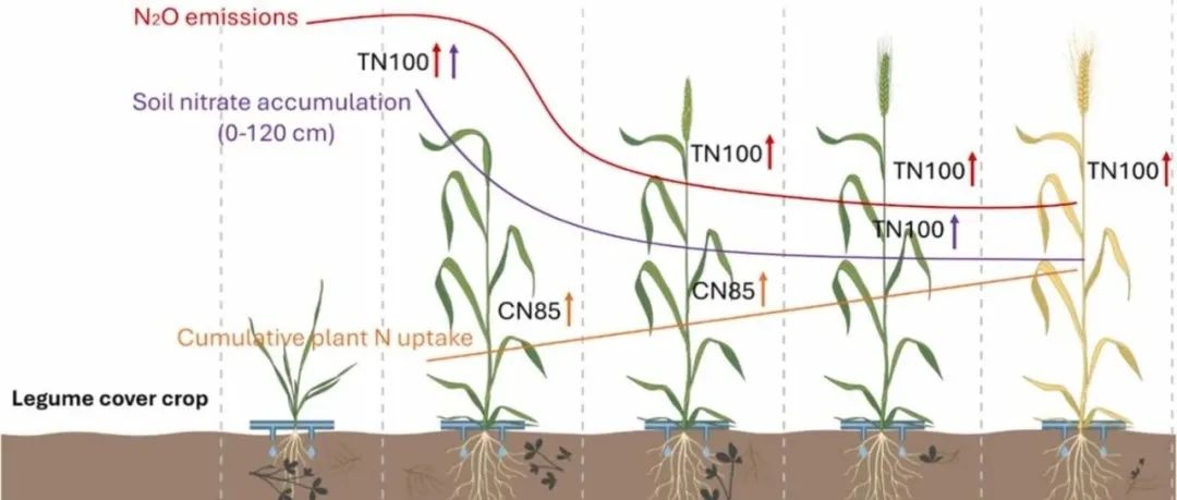 农田N2O排放丨FIELD CROP RES：旱地小麦系统中采用豆科覆盖作物并减少氮肥施用时，会影响不同生长阶段的N&#8322;O排放量
