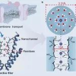 重庆大学Chemical Science李猛仿生能源：仿生离子通道碳电极策略的水系超电容界面调控