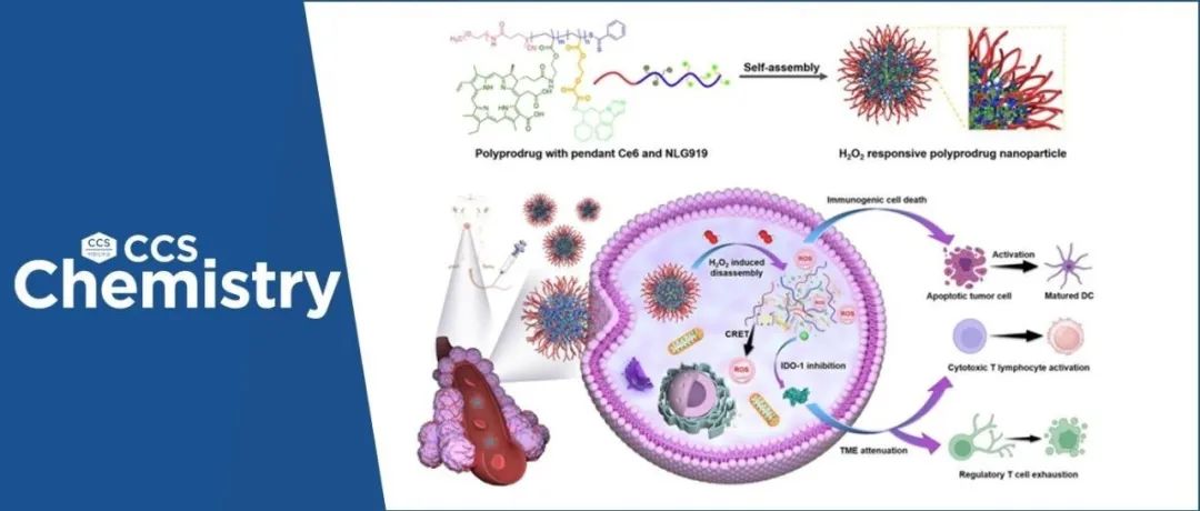 【CCS Chem.】新加坡国立大学陈小元/哈尔滨工业大学杨奎琨等：聚合前药纳米载体用于化学能激活的肿瘤“光”动力/免疫结合治疗