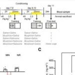 Adv Sci丨复旦大学郑平等人研究揭示了全身激素反应与特定CTR-MWM过程之间的关联