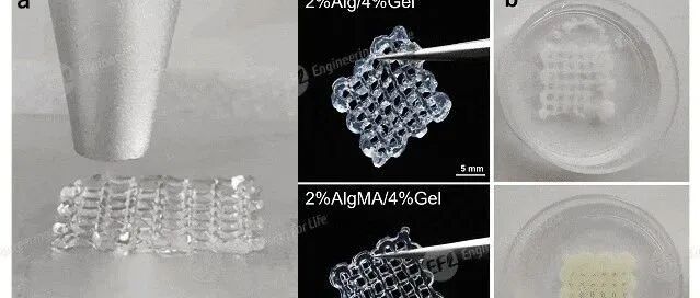 可实现离子交联和光交联的AlgMA水凝胶（EFL-AlgMA系列）