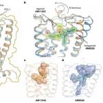 Nature撤稿重发！科学自我纠错的典范