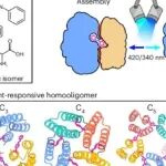 Nat Chem | 西湖大学曹龙兴团队首次实现了光响应性蛋白质的从头设计，突破了传统蛋白质设计依赖天然氨基酸的局限