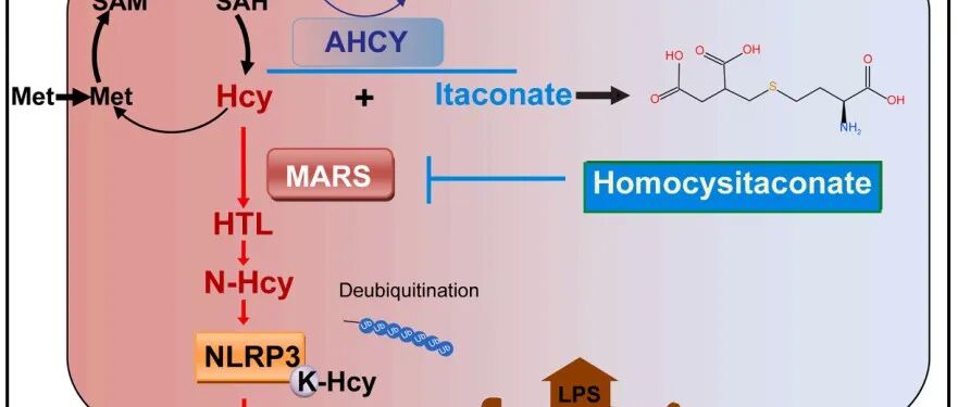 Cell Metab | 同济大学梅馨予等首次发现了一种新型抗炎代谢物—同型半胱氨酸衣康酸！