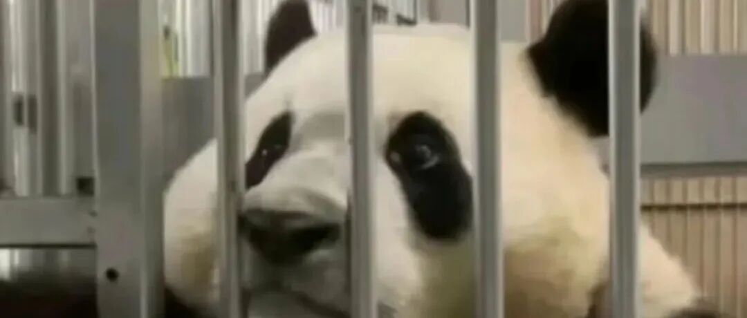 研0学生暑假进了拘留所，在铁窗里也要读未来导师论文