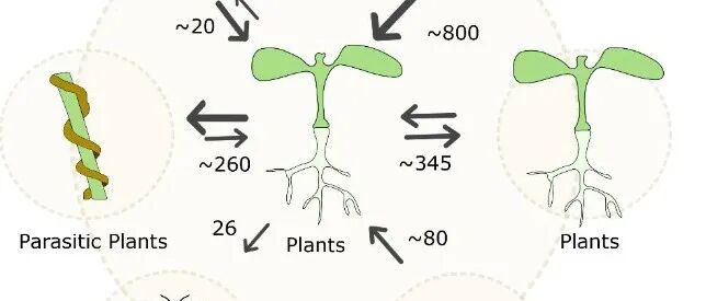 【PC 综述】植物功能进化中水平基因转移的机制、检测与影响