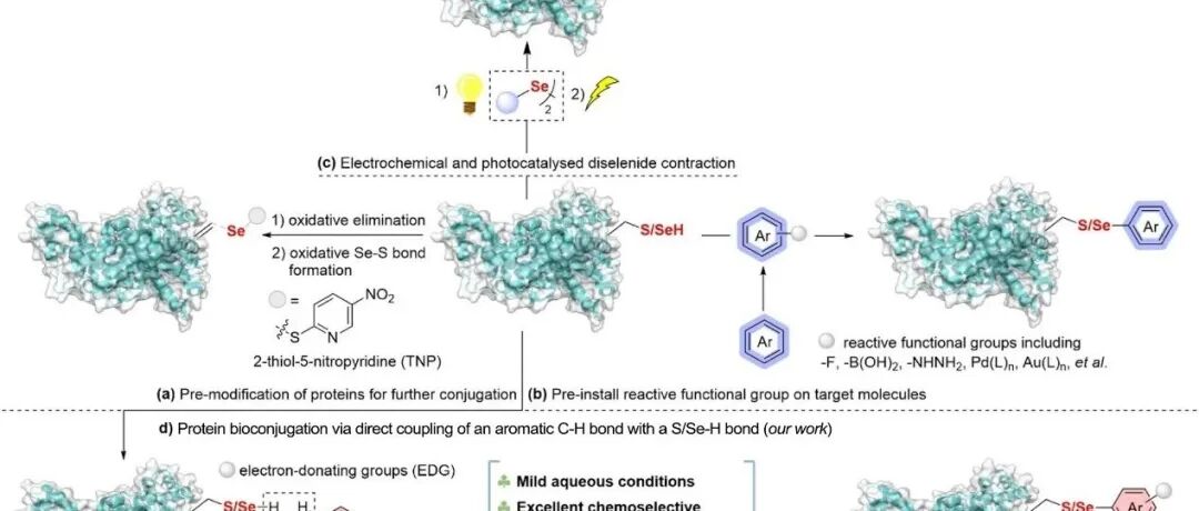 J. Am. Chem. Soc. | 半胱氨酸/硒代半胱氨酸生物偶联的芳香族 C-H 键官能团化