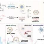 AFM | 北京工业大学苏冬冬/高学云研究开发的Az-ROS@MB结合生物正交级联标记可实现高保真肿瘤成像