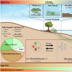 Functional Ecology | 中国滨海湿地微生物残体碳的空间分布及驱动因素研究