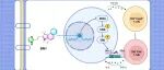 【J. Biol. Chem.】深圳大学胡命豪：新型靶向KRAS启动子G-四链体的小尺寸咪唑基化合物的发现及抗肿瘤免疫研究