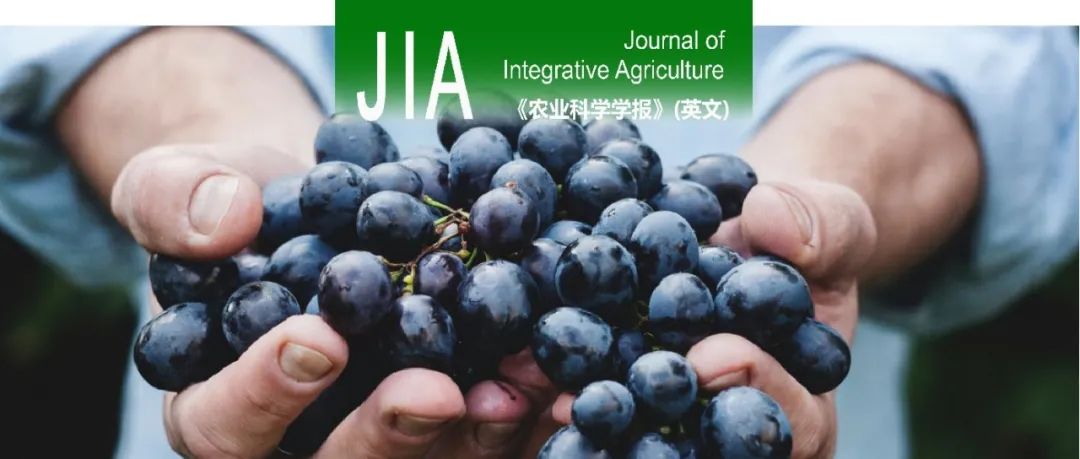 JIA | 西北农林科技大学文颖强教授团队利用CRISPR/Cas9文库批量创制葡萄MYB突变体