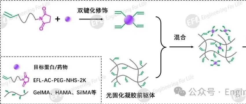 如何将蛋白/药物与光固化水凝胶化学偶联，实现缓释效果？