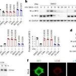 Nat Immunol丨浙江大学陈玮等团队研究发现RAD18可终止IRF3驱动的IFNB1转录