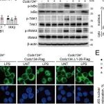 PNAS | 中国科学院朱东研究表明CCDC134是促进TLR4糖基化与成熟的关键因子