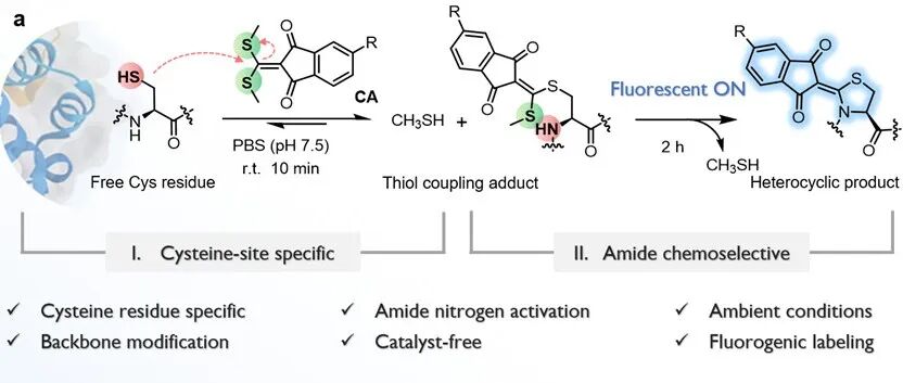 【JACS + CCS Chem.】课题组最新科研进展：蛋白/多肽半胱氨酸残基位点定向生物偶联技术新突破
