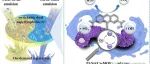 文献速递|四川大学SPT:用于按需分离乳液和高效降解可溶性染料的可切换超疏水PAN@Co-MOF膜