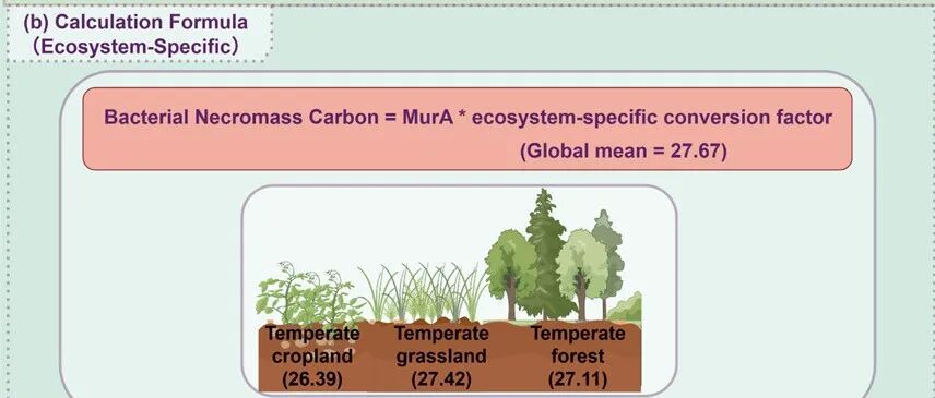 GCB最新文章！土壤微生物残体碳转换系数的优化