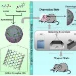 AFM | 重庆医科大学谢鹏等人研究设计的GABA-Trp&#160;CDs可穿透血脑屏障为神经疾病诊疗提供新思路