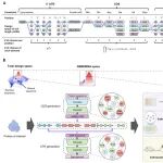 Science正刊｜衡昱生物：用深度生成模型设计mRNA序列