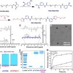 Biomaterials | 温州医科大学王周光/李校堃研究开发的aFGFND为中枢神经系统疾病治疗提供新方向