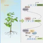 Plant Cell | 一石二鸟！1个转录因子既能“激活合成”又能“抑制分解”，促进叶绿素积累