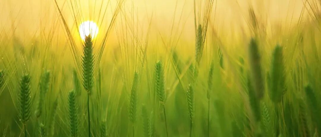 祝贺！主要从事作物优质高产遗传基础研究，一作发Nature Genetics，获批2025国自然青B类项目（原优青）资助