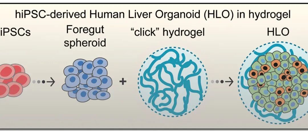柏林自由大学马楠教授团队 Adv. Funct. Mater.: 水凝胶调节人肝脏类器官细胞谱系