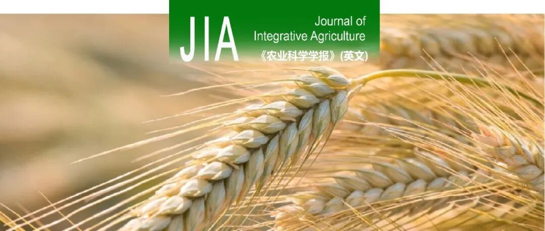 JIA | 中国农科院作科所小麦品质研究与新品种选育团队在黑胚病遗传解析上取得重要进展