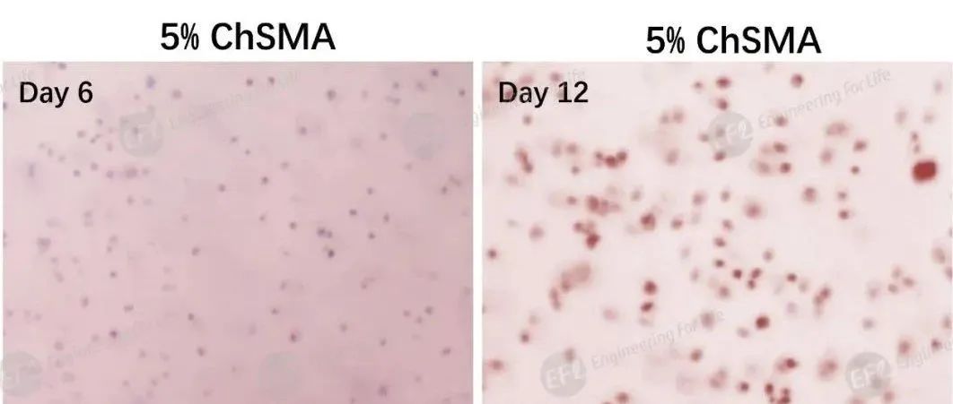 具有促成骨功能：光固化硫酸软骨素水凝胶（ChsMA）
