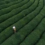 《食品科学》：福建农林大学金珊副教授等：变温烘焙技术对美人茶品质的影响
