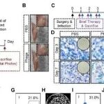 Sci Adv丨浙江大学叶招明等团队利用人工抗原导向免疫标记进行噬菌体免疫治疗对抗细菌感染