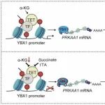 Nat Chem Biol | 复旦大学李福明课题组揭示α-酮戊二酸调控癌细胞能量感知和双硫死亡的新机制