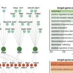 Autophagy | 南方医科大学团队研究发现自噬相关转录因子时序调控胚胎造血过程