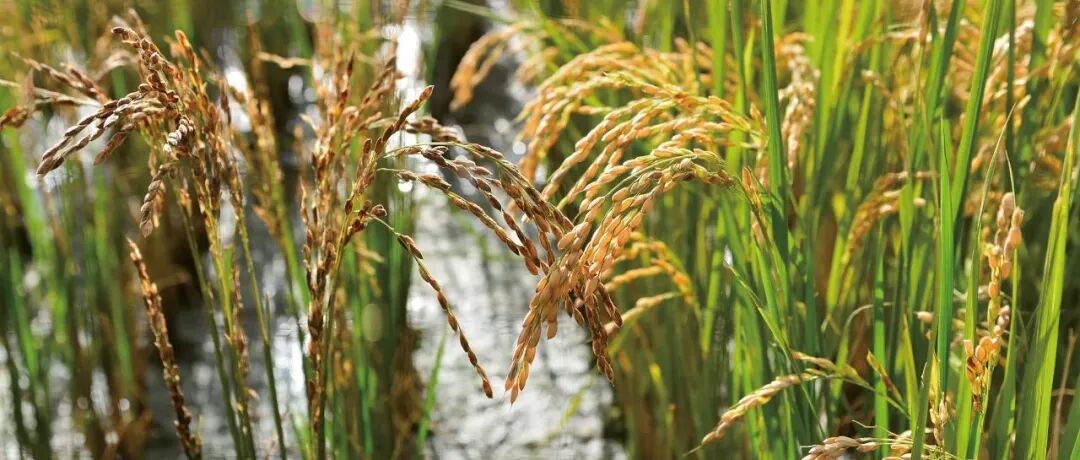 在植物学顶级期刊Molecular Plant、Nature Plants等一区Top期刊上发表论文，这个实验室植物检测项目大全