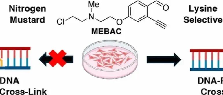 J. Am. Chem. Soc. | 新型DNA-蛋白质交联化学探针揭示DPC的细胞毒性来源