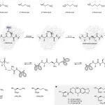 Nat. Chem. Biol. | 蛋白质编辑新策略：活细胞中位点特异性的酰基重排反应用于骨架延伸