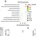 Cancer Res | 中山大学张小雷/王延东研究揭示了SCLC神经内分泌分化的分子机制