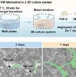 Biomaterials | 四川大学廖立/田卫东研究开发的h-VM可重建血管再生微环境，促进大体积肌肉缺失后功能性骨骼肌再生