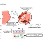 Mucosal Immunology & Science Immunology | 期刊学习