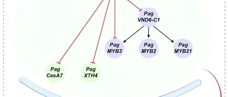 文献分享|PagBTB74 在84k木材形成过程中负向调控次生壁生物合成