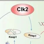 Cancer Res | 武汉大学张晓东/柯少波研究发现CLK2调控KEAP1/NRF2和p53通路抑制结直肠癌铁死亡