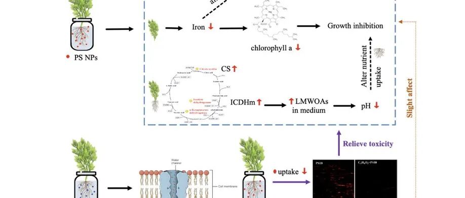 【文献解读】汕头大学高敏苓团队研究发现水通道蛋白抑制剂调节聚苯乙烯纳米塑料对茼蒿的毒性效应