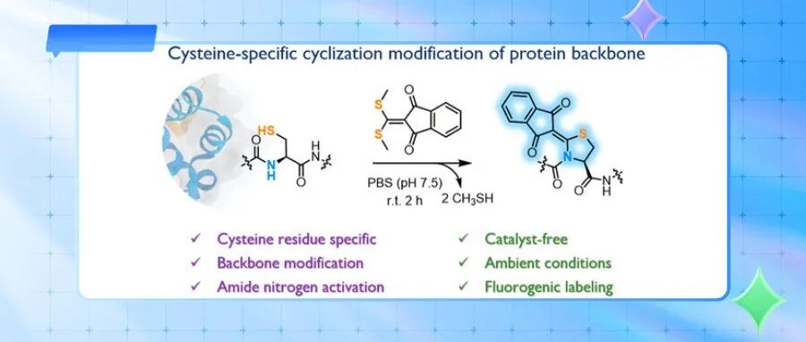 【JACS+CCS Chem.】西安交通大学孙晓龙团队：蛋白/多肽半胱氨酸残基位点定向生物偶联技术新突破