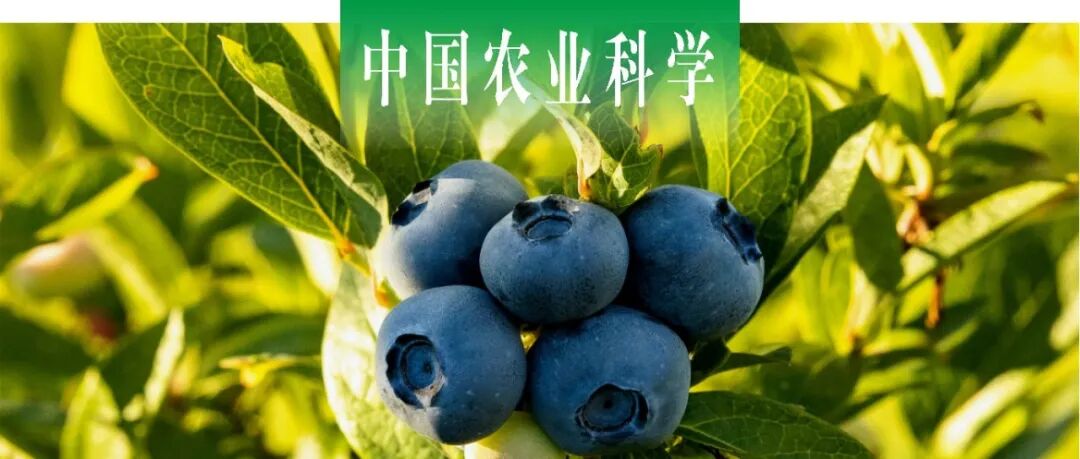 中国农业科学 | 北京林业大学侯智霞课题组鉴定蓝莓VcTPS/VcTPP基因家族并分析VcTPS24对花诱导的功能