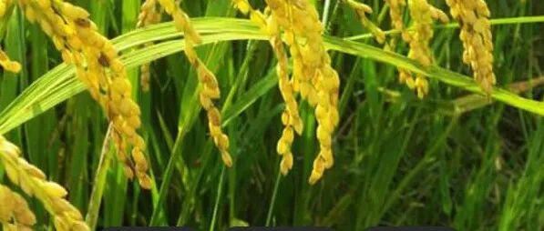 博士毕业于中科院植物所、入选国家高层次人才，入职浙江大学在Nature发表研究论文