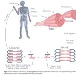 SPJ｜CBS：当人造肌肉遇上机器人：牛津大学最新综述揭示组织工程与生物机器人的双向奔赴