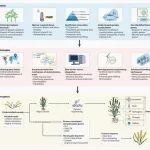 文献解读｜Nature Genetics：浙江大学叶楚玉课题组发表“禾谷类小作物组学研究”观点综述