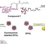 AFM | 同济大学彭文辉等团队研究设计的SFGL可预测动脉粥样硬化斑块的发展