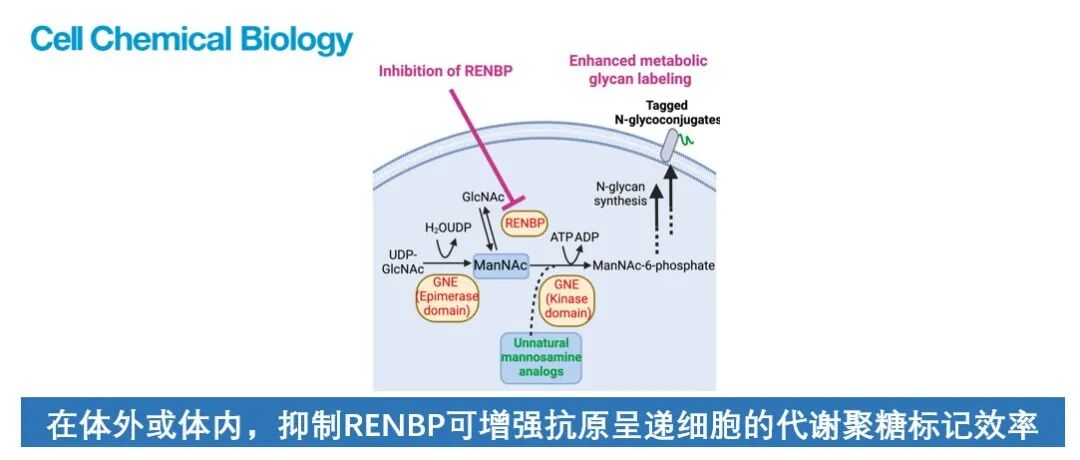 Cell Chemical Biology | 抑制 RENBP 可提高抗原呈递细胞在体外和体内的代谢聚糖标记效率